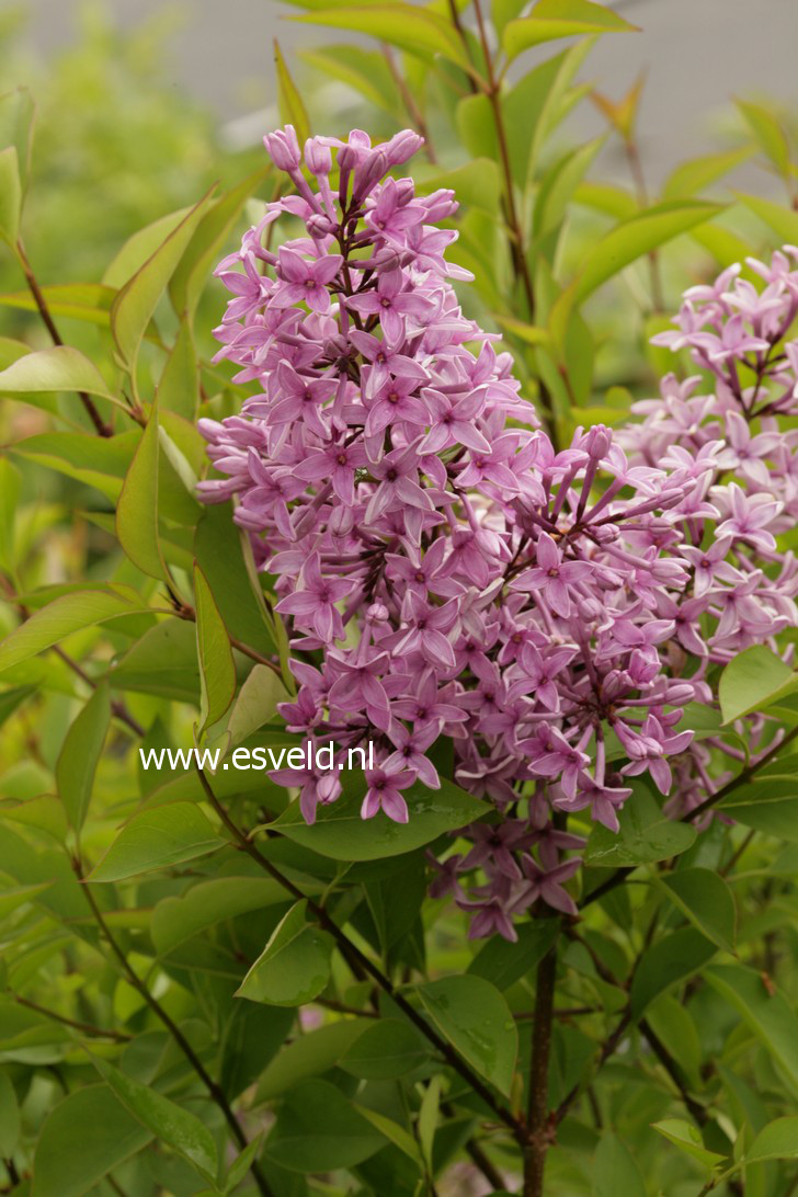 Syringa chinensis 'Amigo'