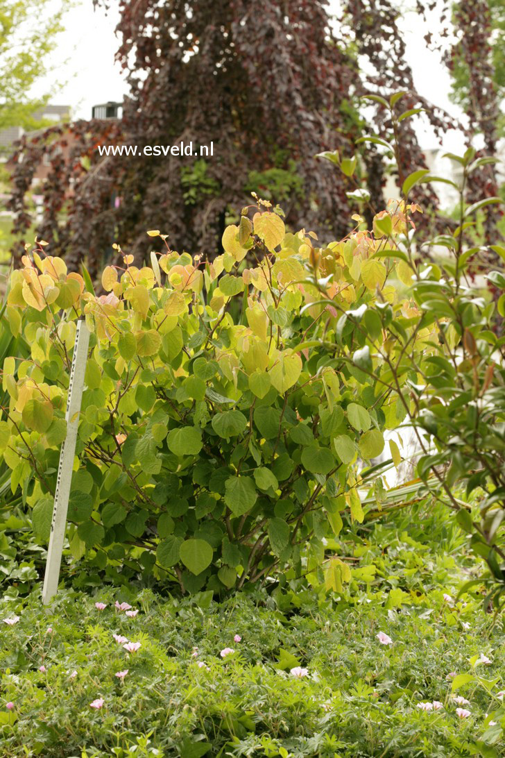 Disanthus cercidifolius