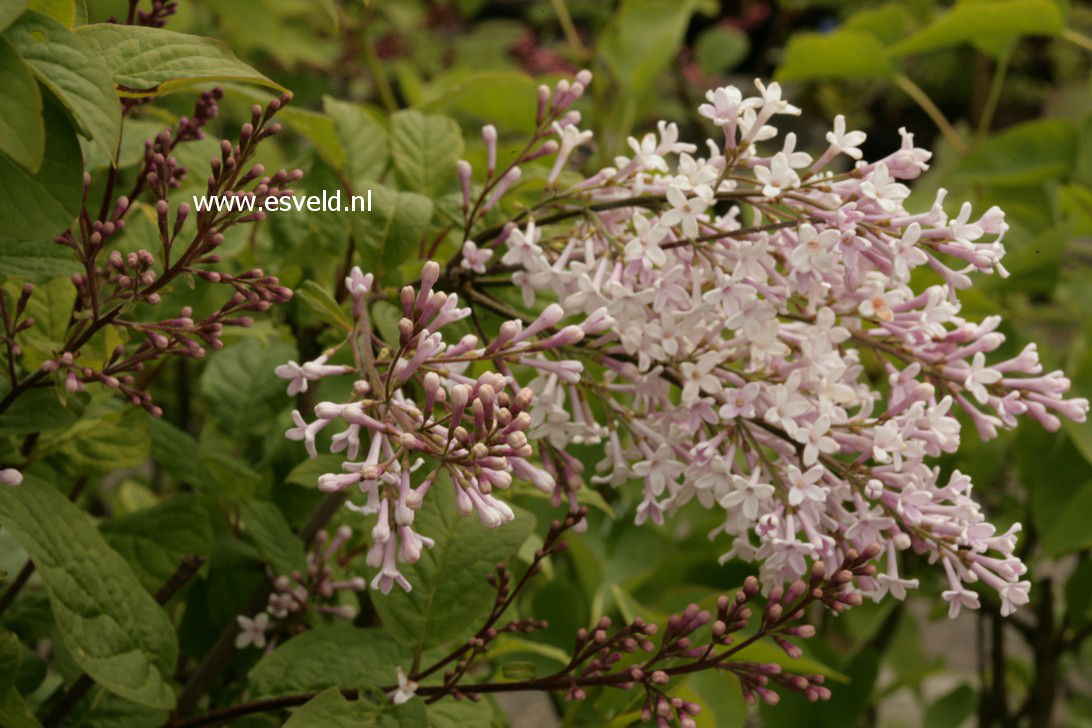 Syringa villosa 'Bretschneideri'