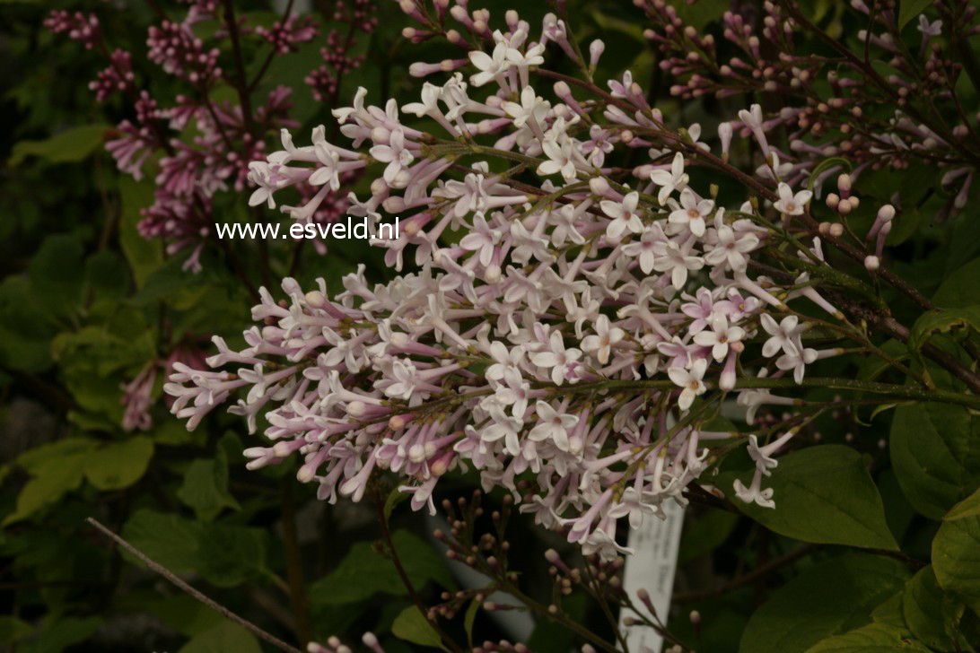 Syringa villosa 'Bretschneideri'