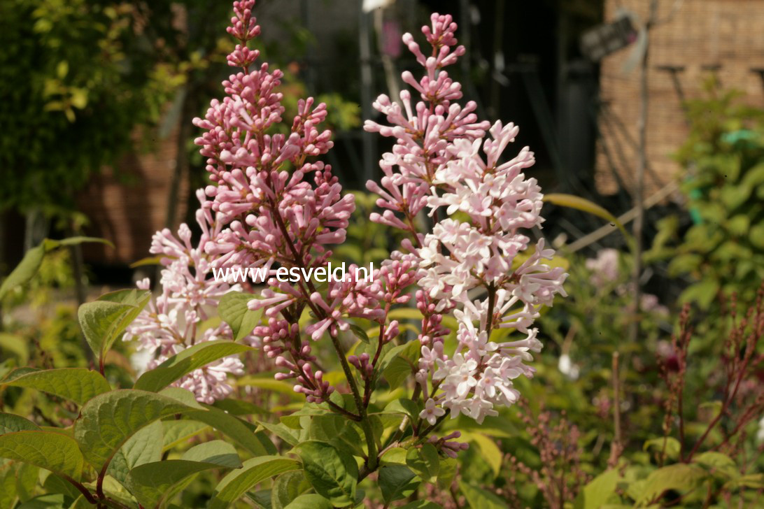 Syringa prestoniae 'Helen'