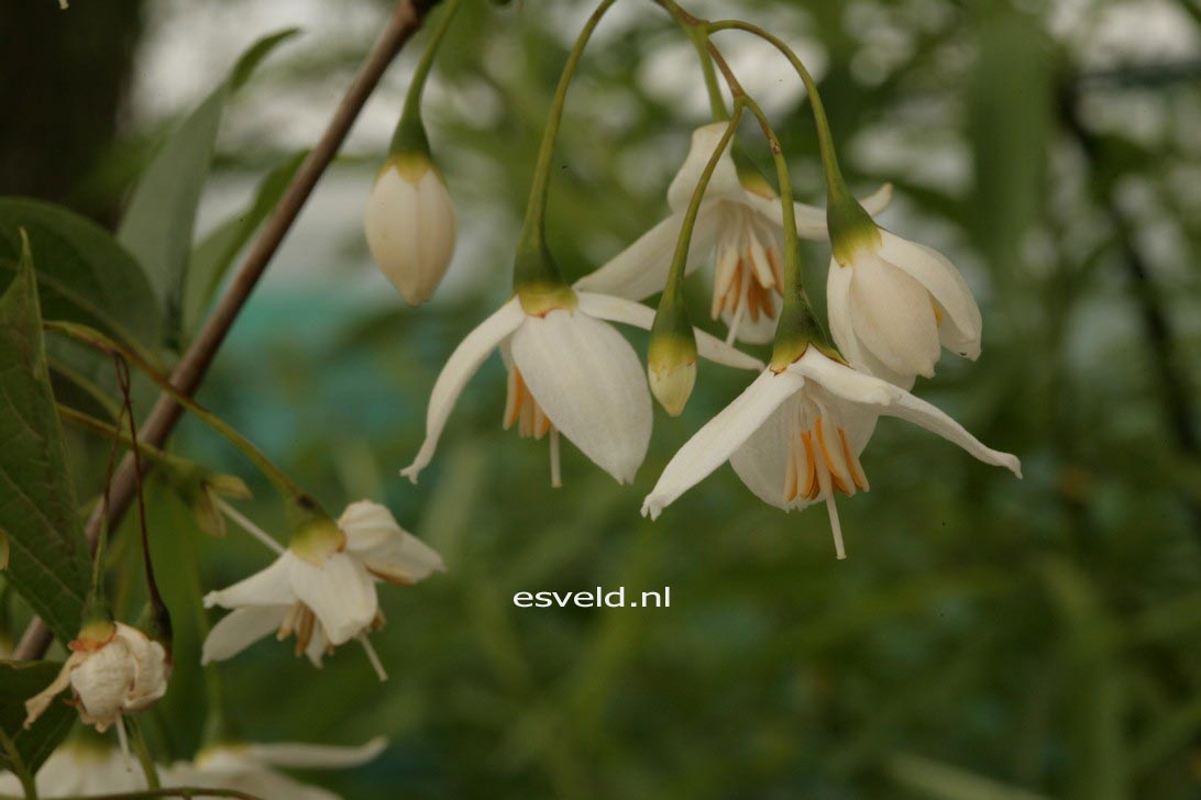 Styrax hookeri var. yunnanensis