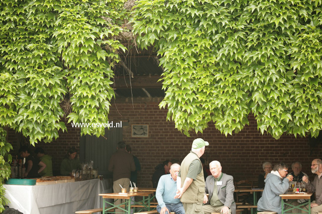 Parthenocissus tricuspidata 'Veitchii'