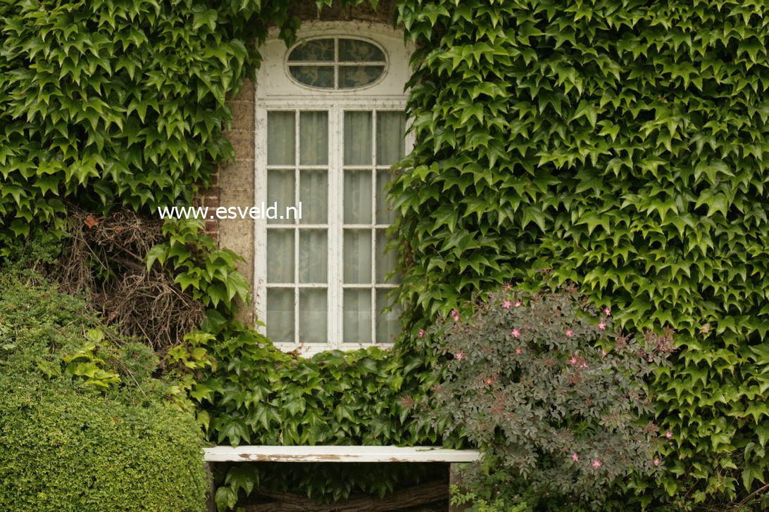 Parthenocissus tricuspidata 'Veitchii'