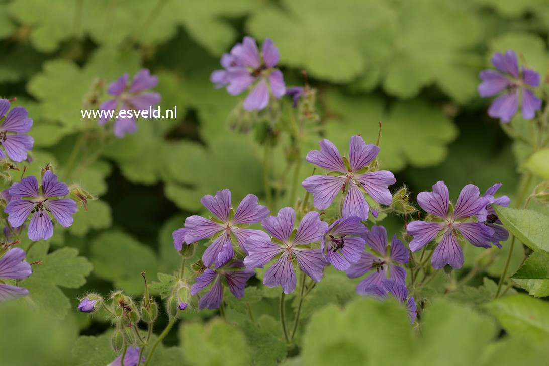 Geranium 'Philippe Vapelle'