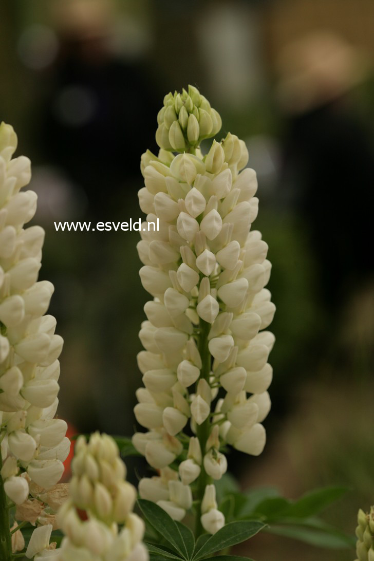 Lupinus 'Noble Maiden'