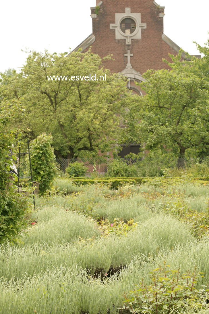 Lavandula angustifolia