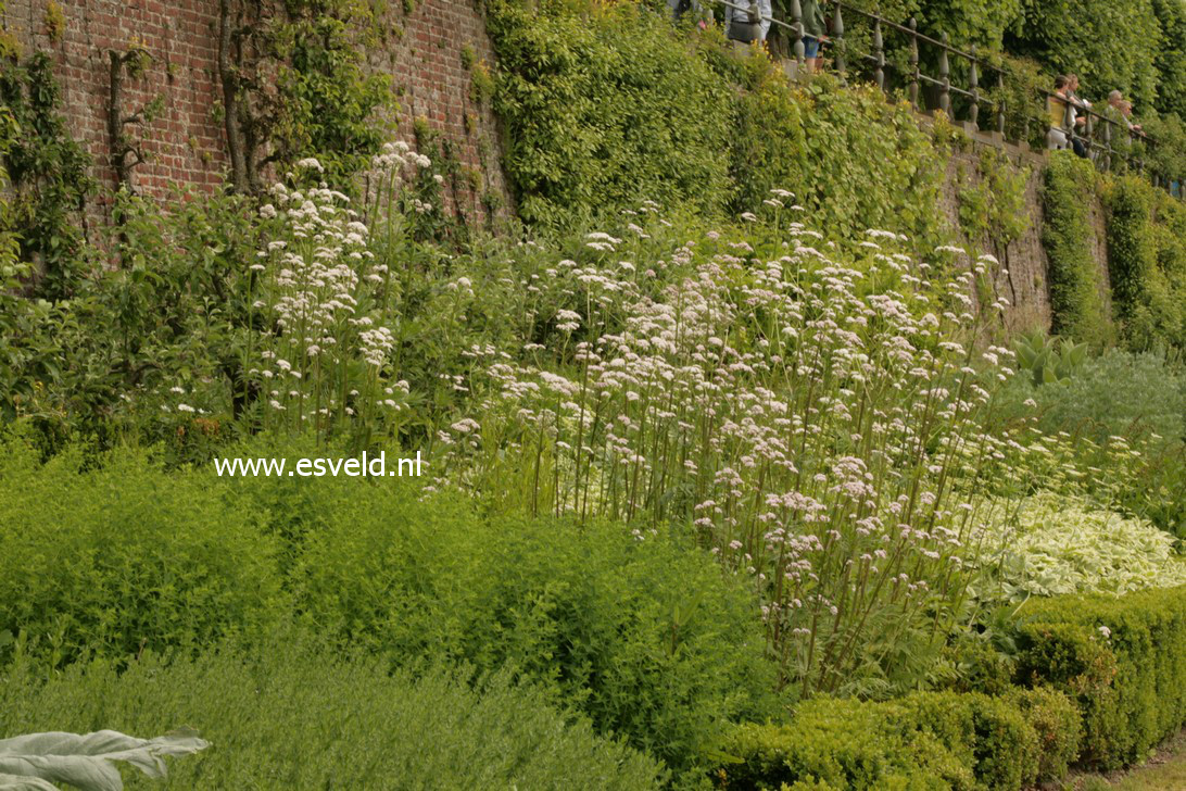 Valeriana officinalis