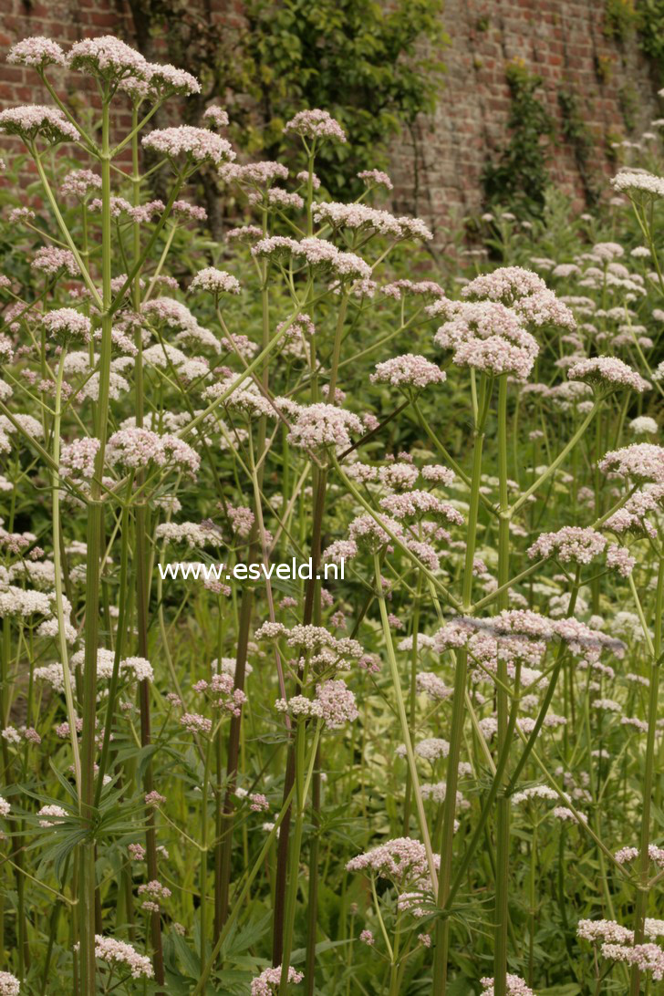 Valeriana officinalis