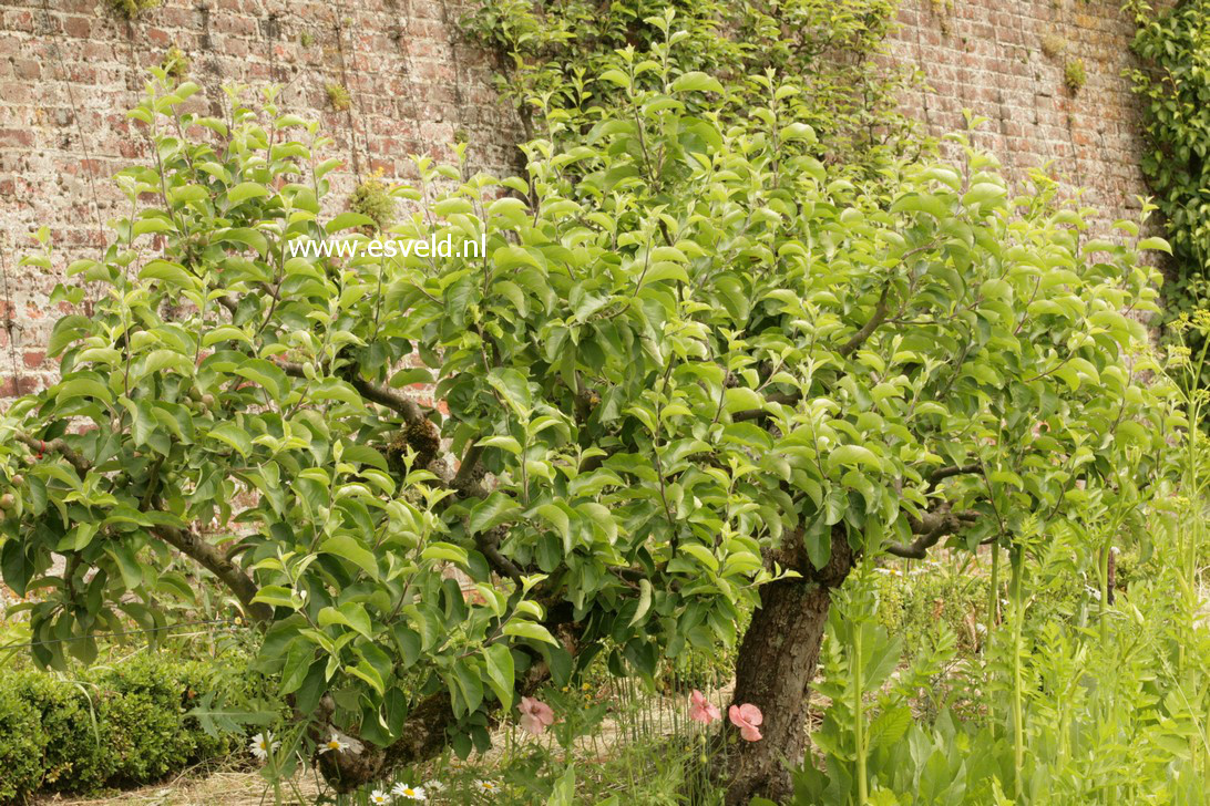 Pyrus communis