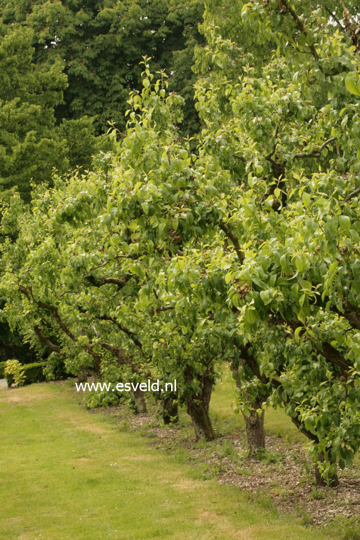 Pyrus communis