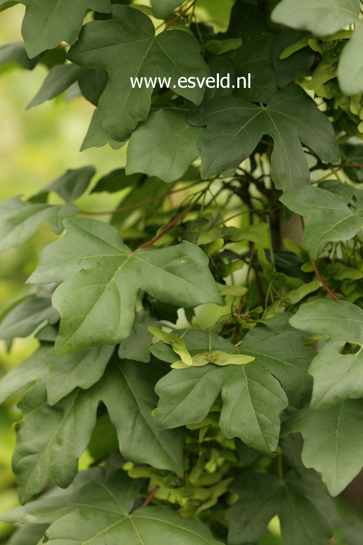 Acer campestre 'William Caldwell'