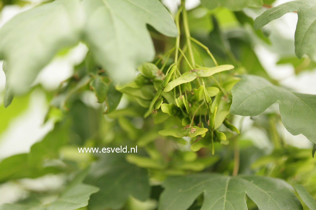 Acer campestre 'William Caldwell'