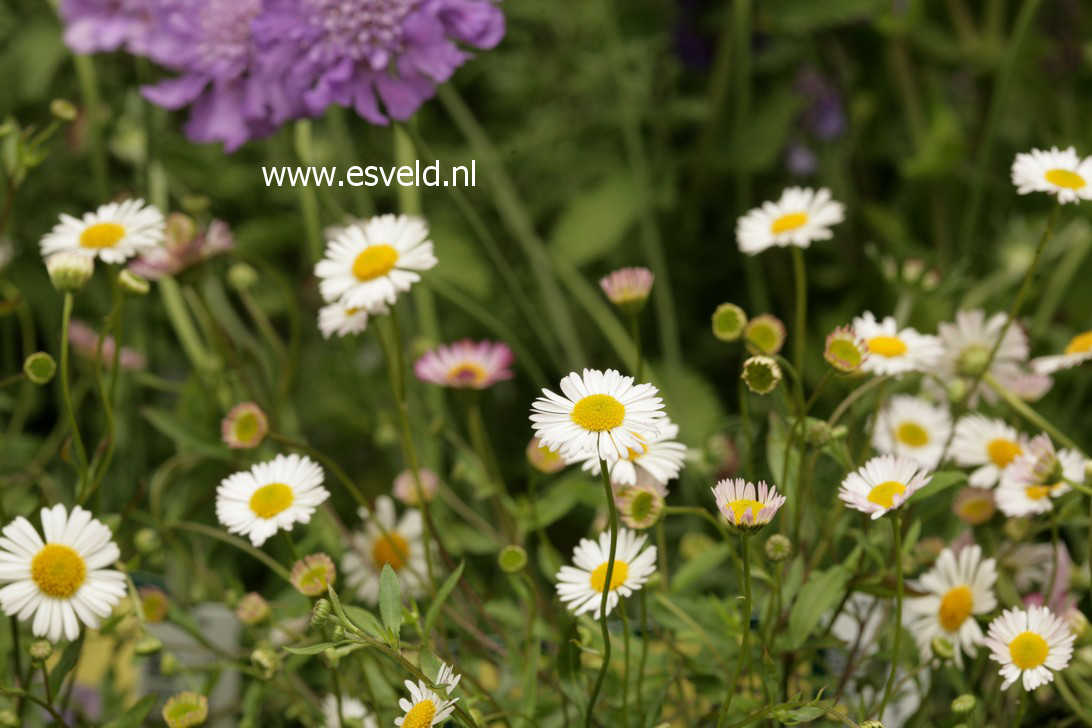 Erigeron karvinskianus