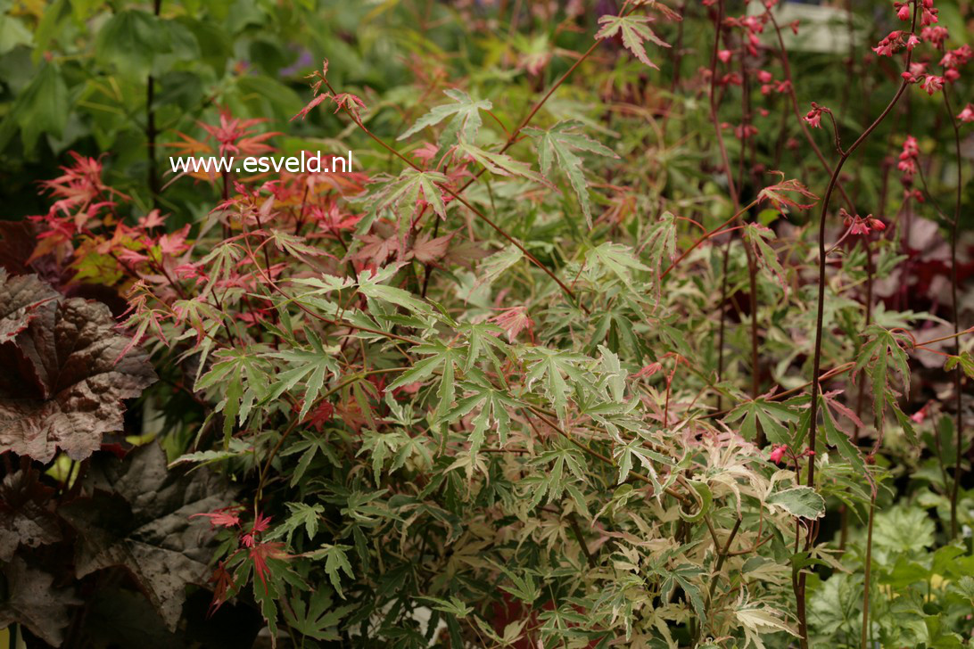 Acer palmatum 'Taylor'