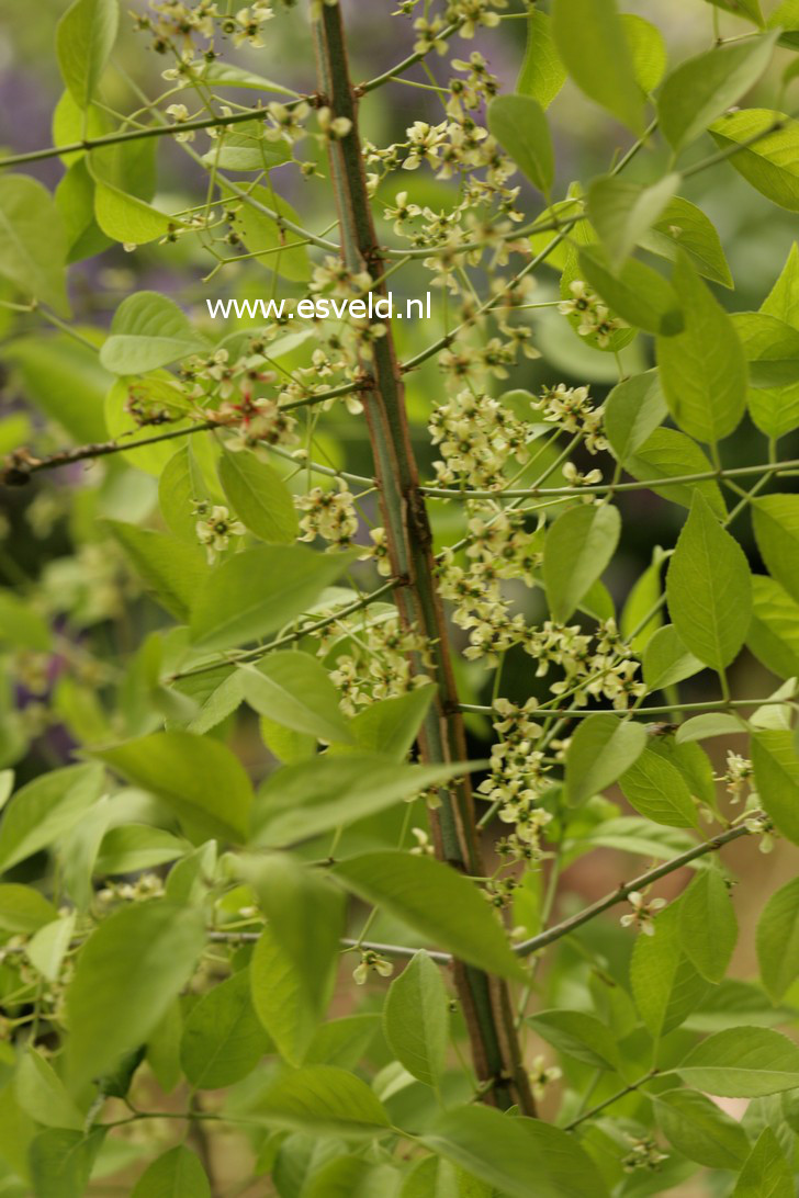 Euonymus phellomanus