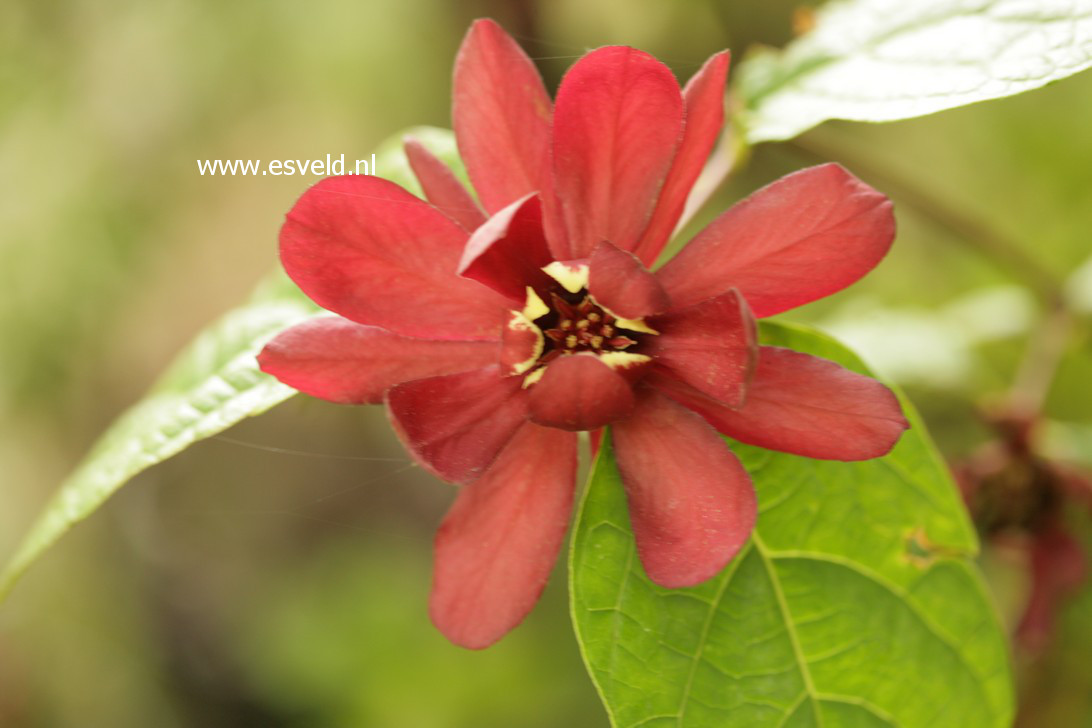 Calycanthus raulstonii 'Hartledge Wine'