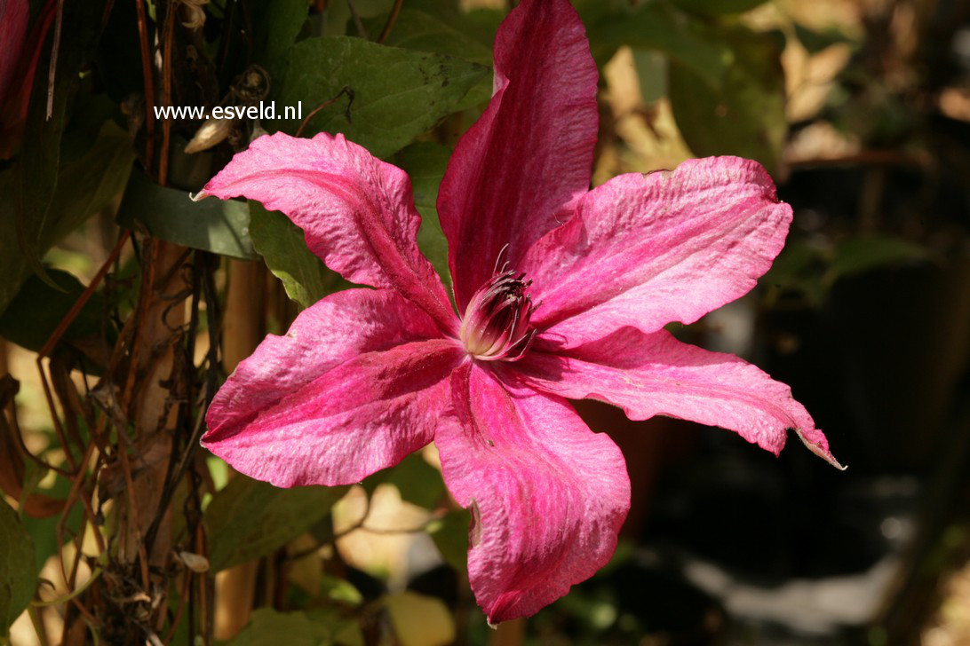 Clematis 'Barbara'