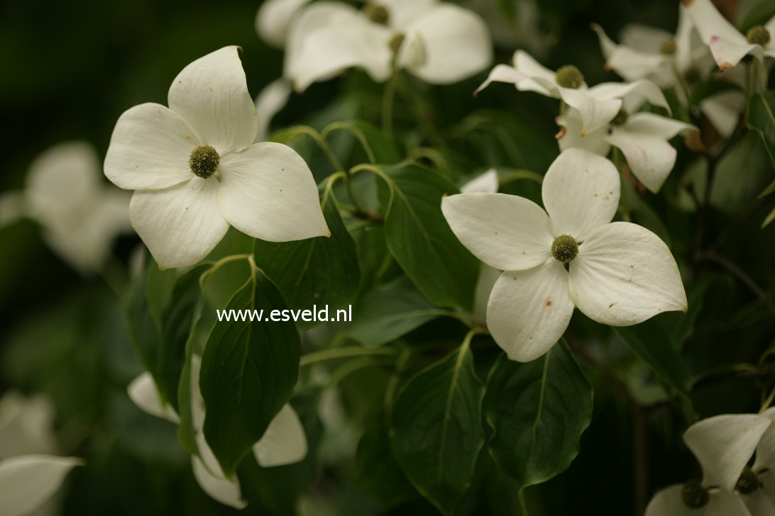 Cornus kousa 'China Girl'