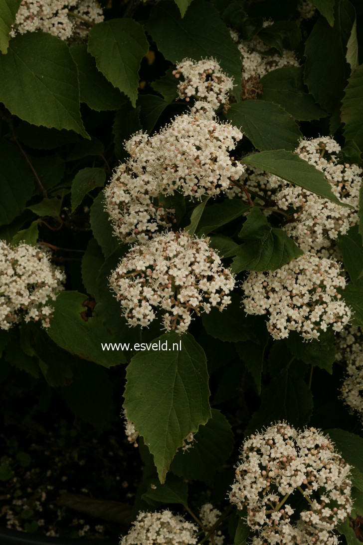 Viburnum hupehense