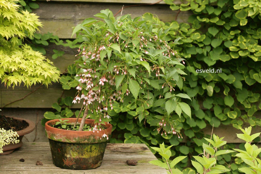 Styrax japonicus 'Pink Chimes' (Pendula form)