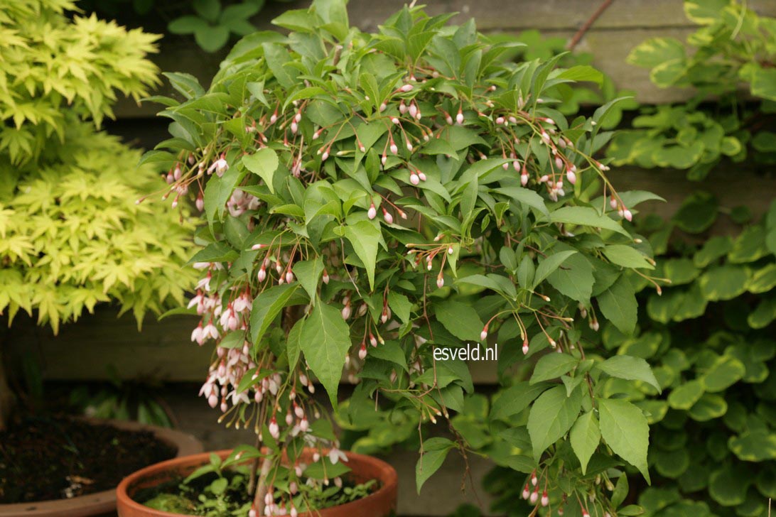 Styrax japonicus 'Pink Chimes' (Pendula form)