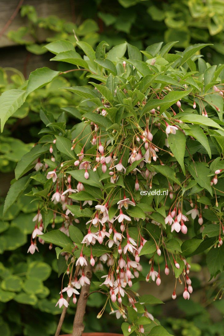 Styrax japonicus 'Pink Chimes' (Pendula form)