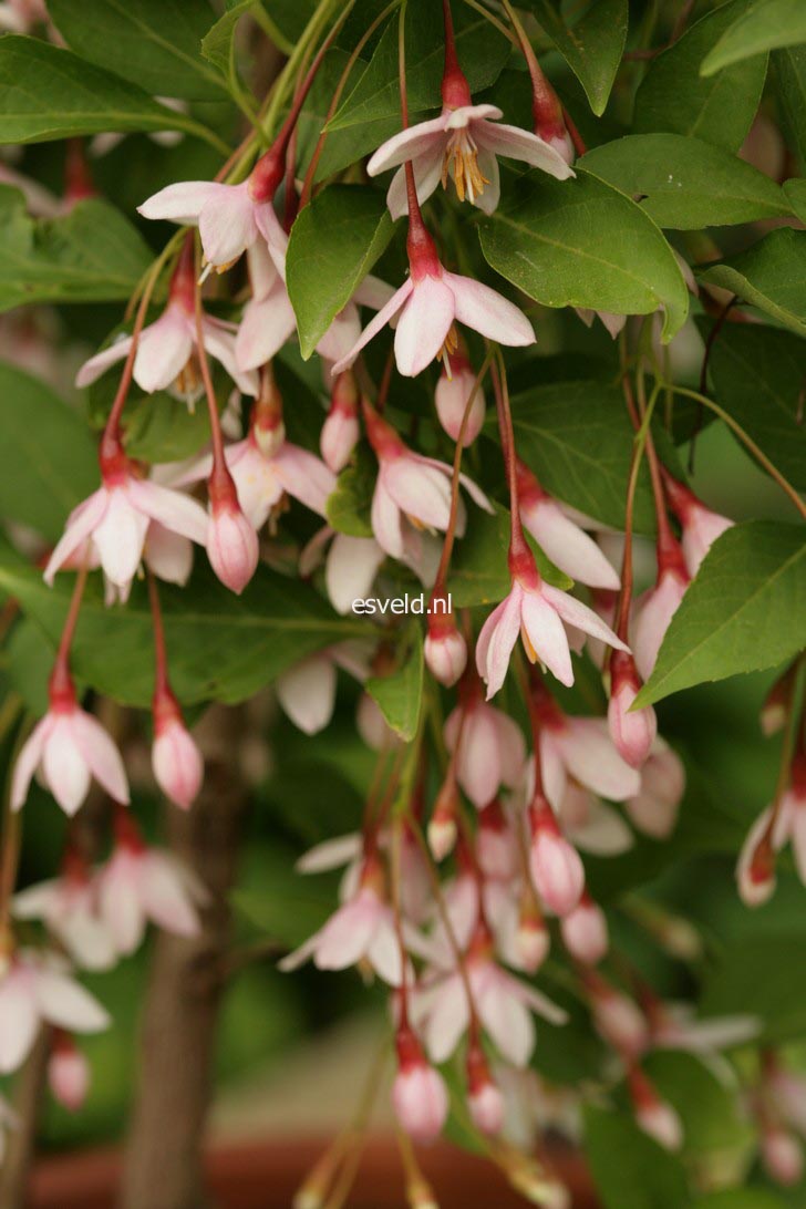 Styrax japonicus 'Pink Chimes' (Pendula form)