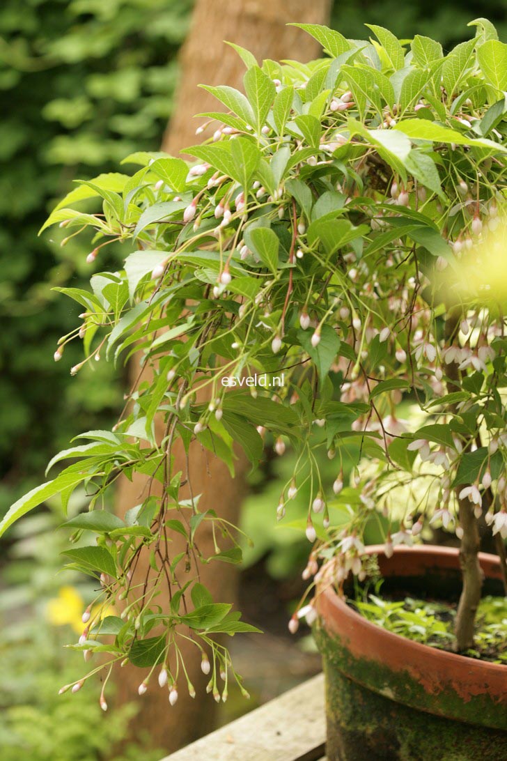 Styrax japonicus 'Pink Chimes' (Pendula form)