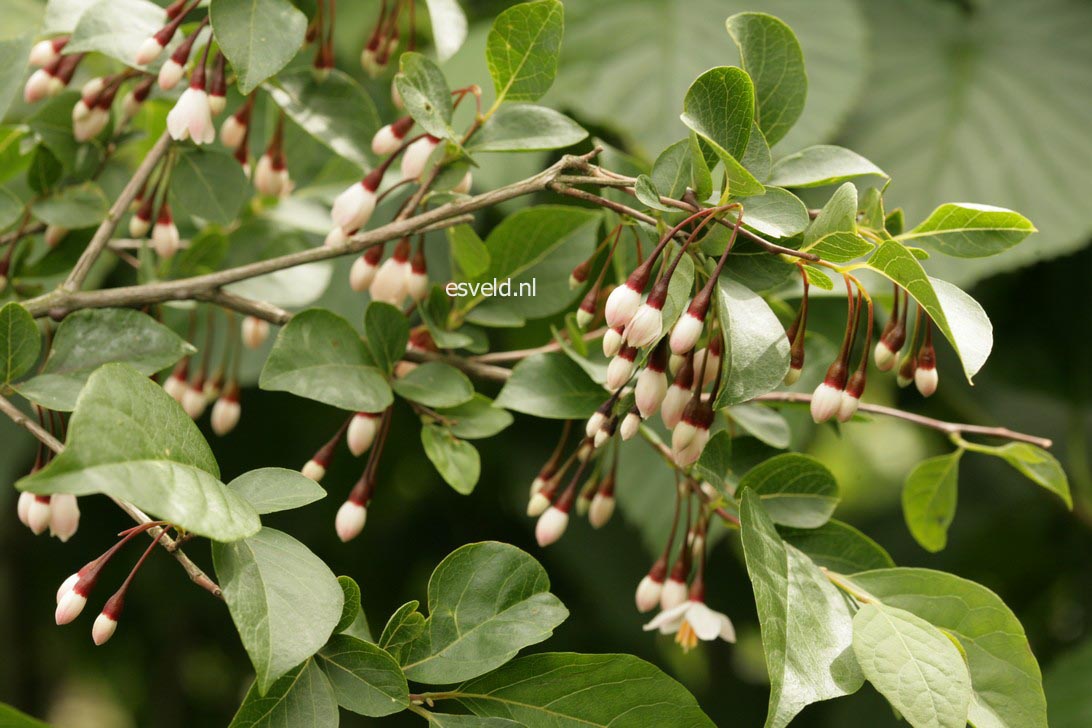 Styrax japonicus