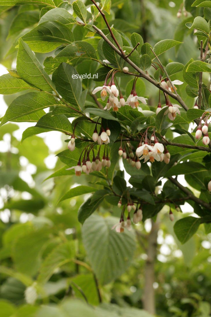 Styrax japonicus