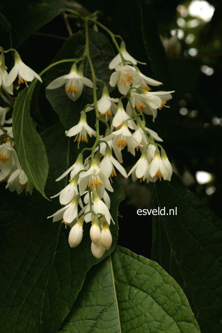 Styrax hemsleyanus