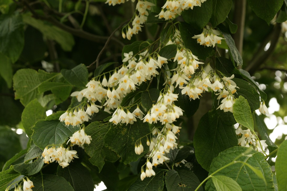 Styrax hemsleyanus