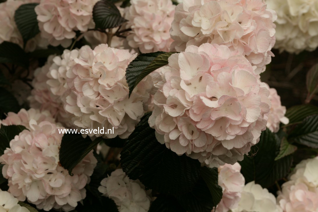 Viburnum plicatum 'Rosace'