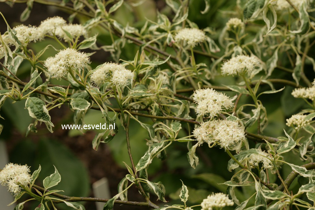 Cornus alternifolia 'Argentea'