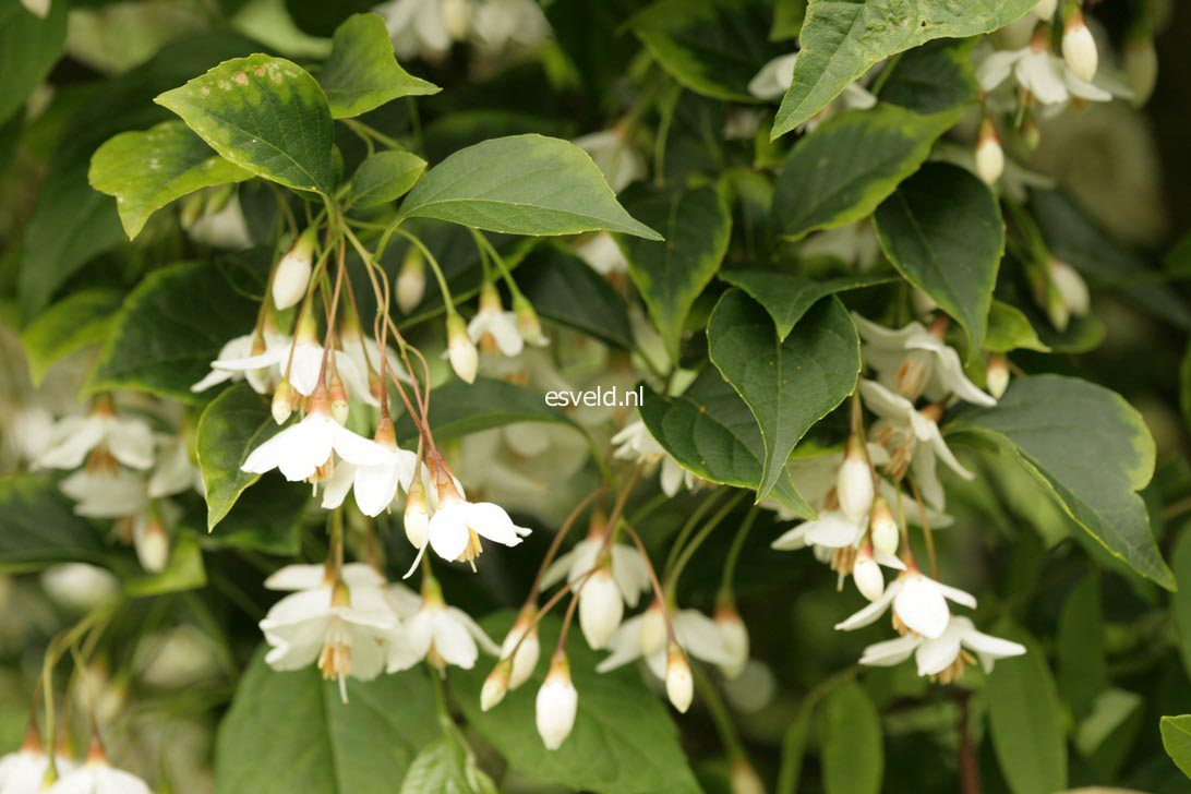 Styrax japonicus fargesii