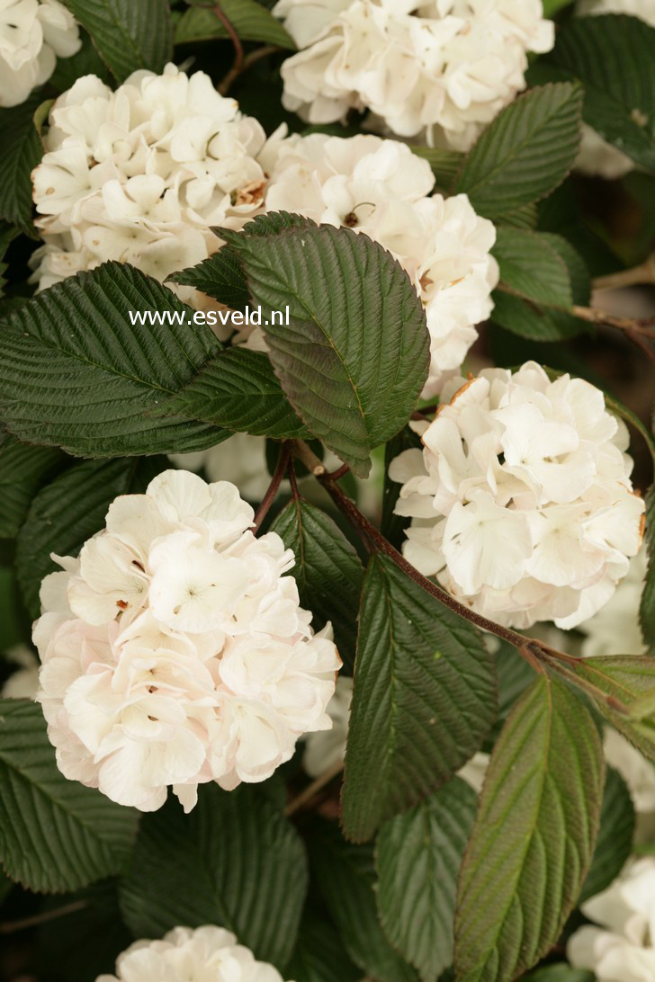 Viburnum plicatum 'Kern's Pink'