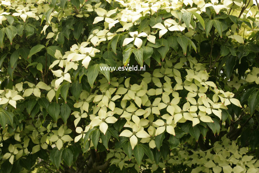 Cornus kousa 'Blue Shadow'