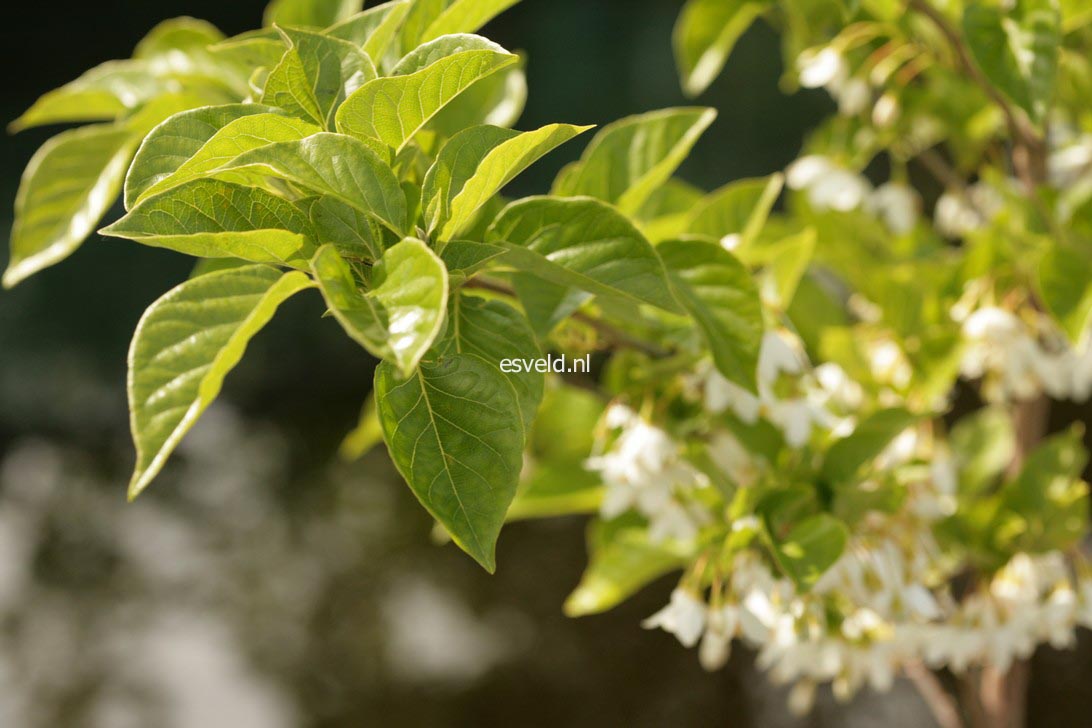 Styrax japonicus 'Sohuksan' (EMERALD PAGODA)