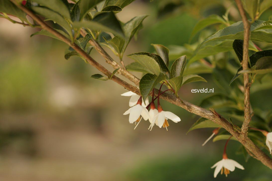 Styrax japonicus fargesii