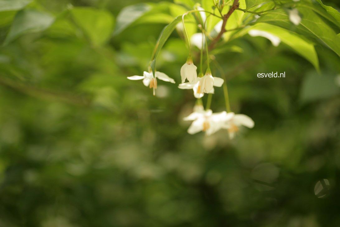 Styrax japonicus