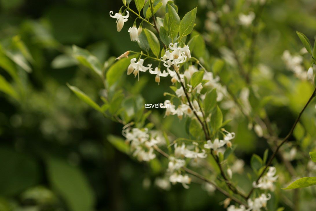 Styrax americanus