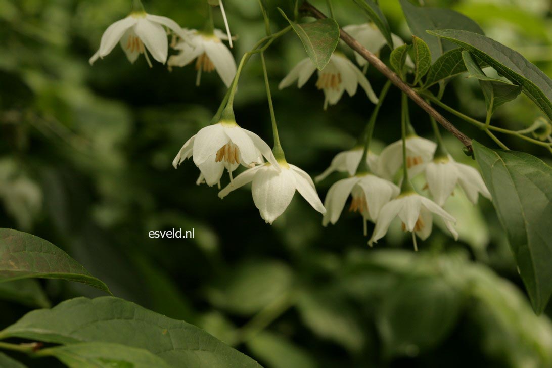 Styrax hookeri var. yunnanensis