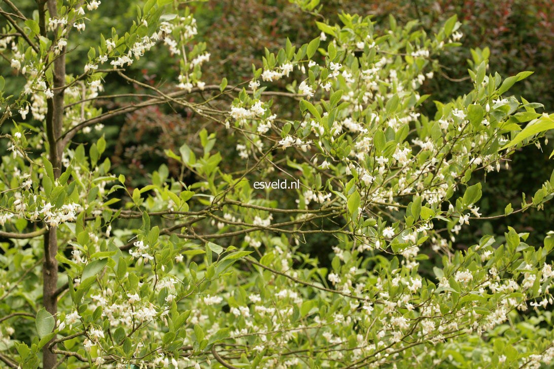 Styrax americanus