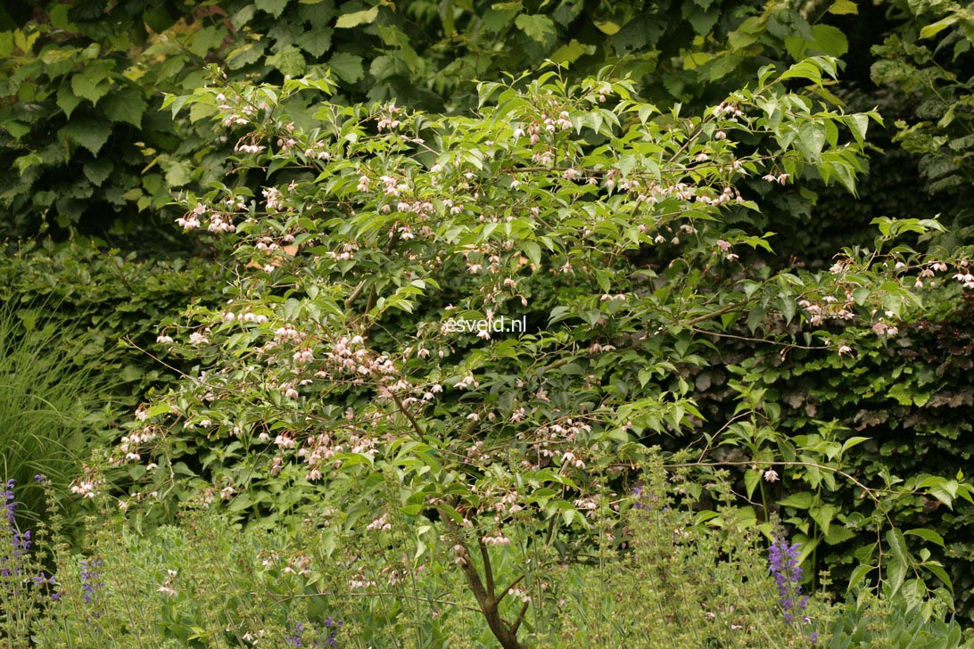 Styrax japonicus 'Pink Chimes'