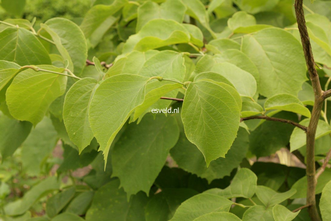 Styrax obassia