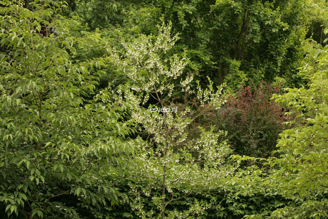 Styrax americanus