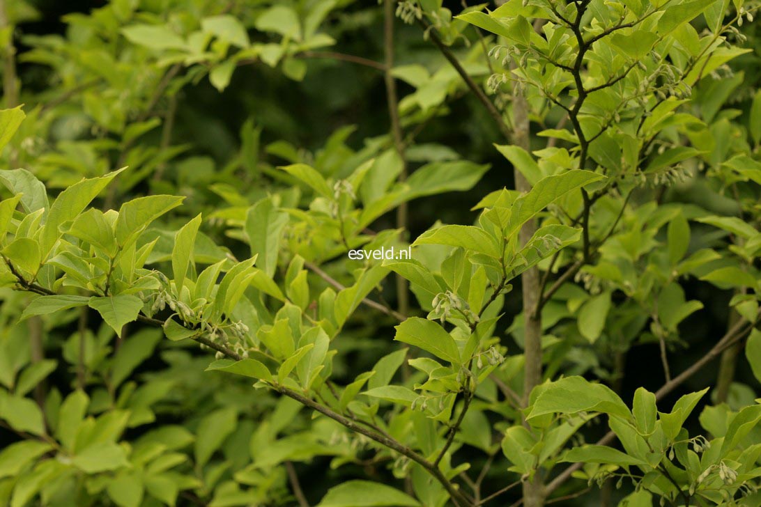 Styrax confusus