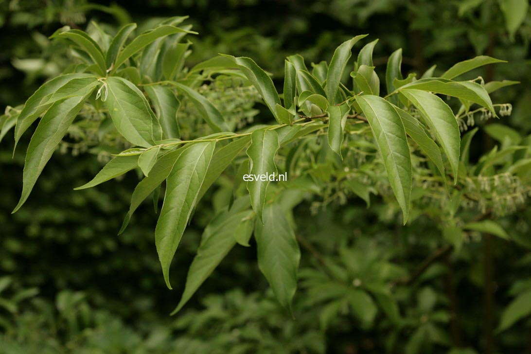 Styrax confusus