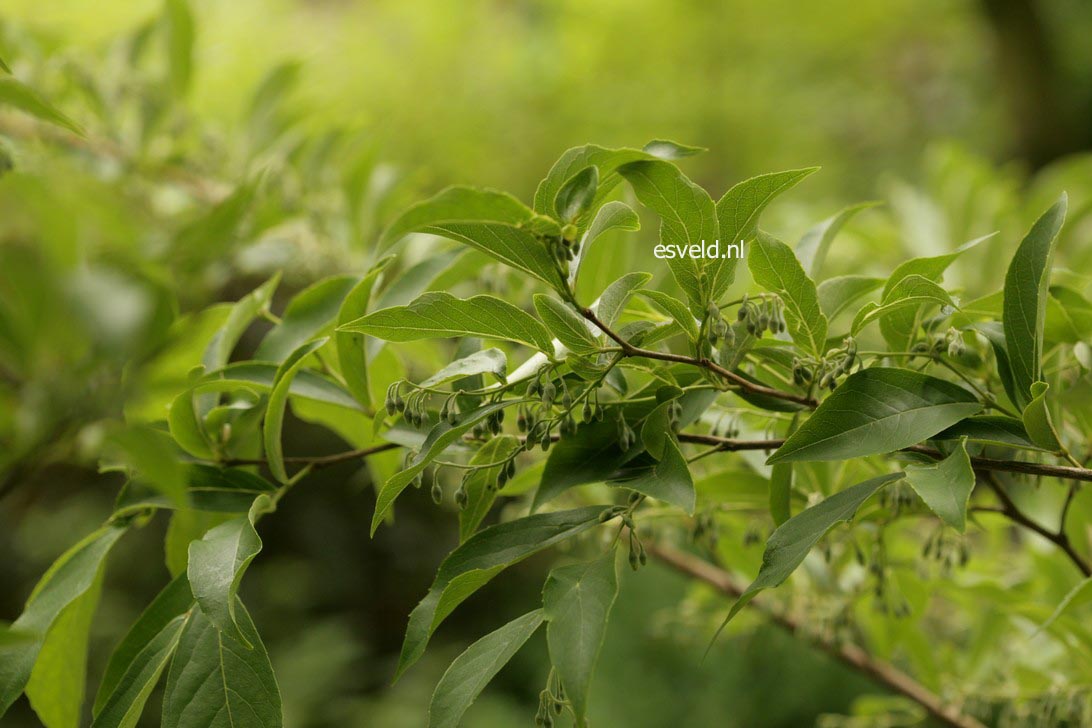 Styrax confusus